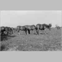 022-0594 Gross Koewe, weidende Arbeitspferde im Jahre 1941.jpg